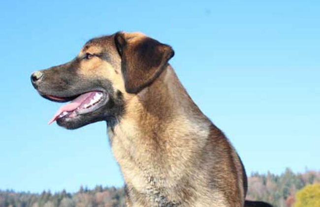 Inviting Apartment in Freyung With Sauna & Indoor Pool - Foto 52