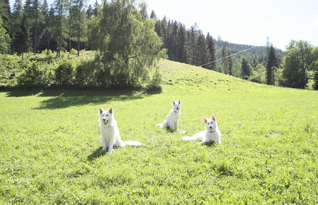 Sprawling Mansion Near Ski Area in Salzburg - Foto 44