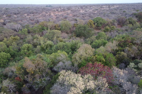 Photo 22 - 3 bed Bush-tent Under 3 Trees, for Couple Plus Chaperone Free Lionhyena Sounds