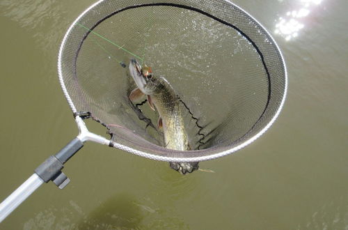 Photo 8 - Modern Chalet in a Small Park With a Fishing Pond