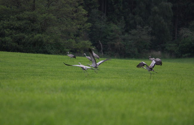 Ferienhaus am Garder See Inselblick - Foto 40