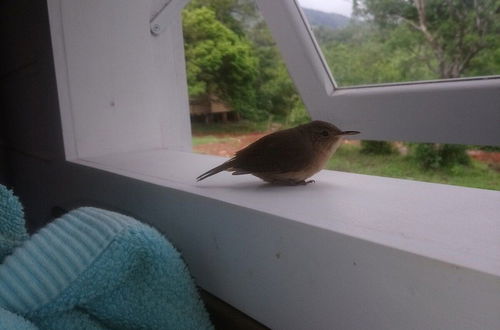 Photo 22 - Tiny House Garden - Praia Grande - SC