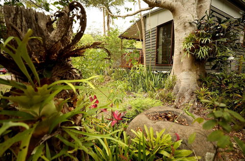 Photo 17 - Mt Warning Rainforest Park