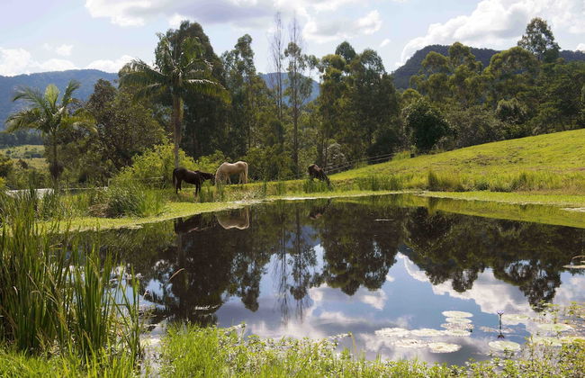 Nimbin Waterfall Retreat - Foto 46