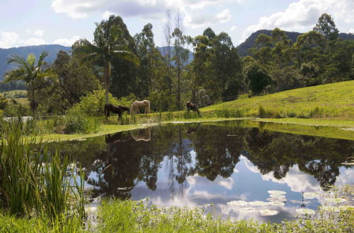 Foto 45 - Nimbin Waterfall Retreat