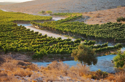 Photo 44 - Carmey Avdat Farm