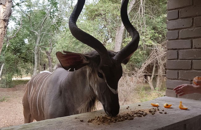 Klein Huisie Little House Self Catering Africa Bush Vacation In Marloth Park - Foto 18