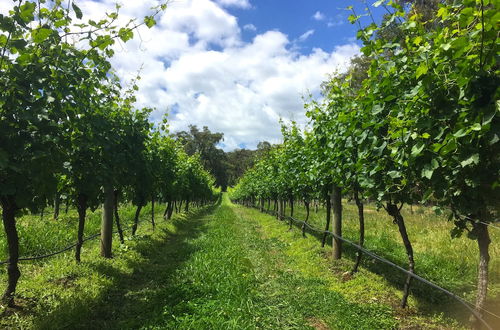 Photo 67 - Valley Farm Vineyard Cottages