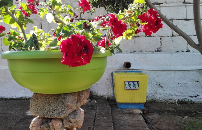 Zagara di Sicilia - Foto 56