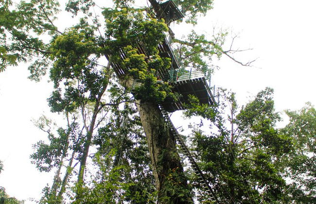 Green Jungle House - Foto 74