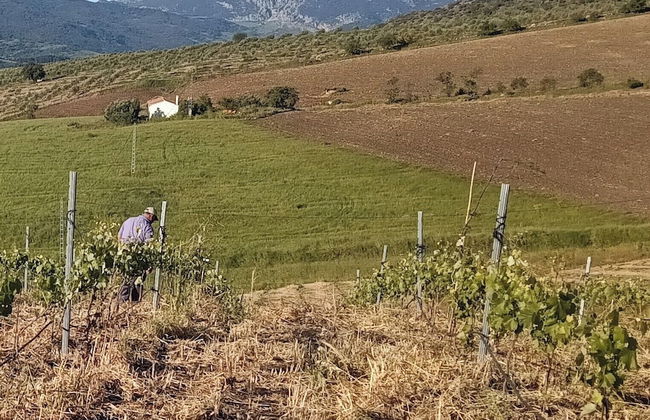 Nature Lovers Escape on an Eco-friendly Vineyard - Foto 16