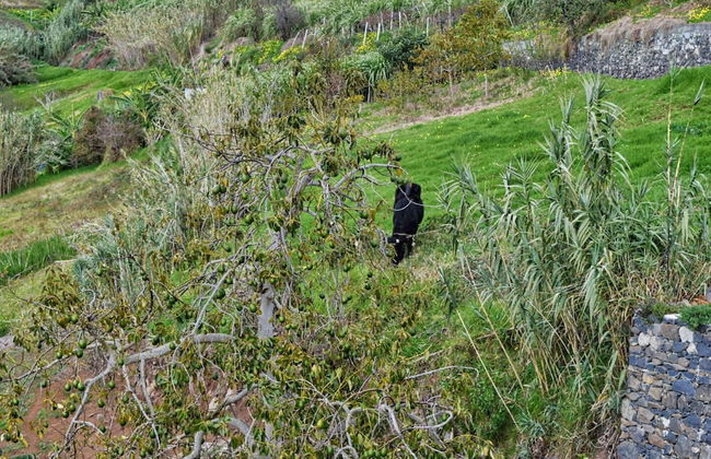 Casa da Piedade, a Home in Madeira - Foto 73