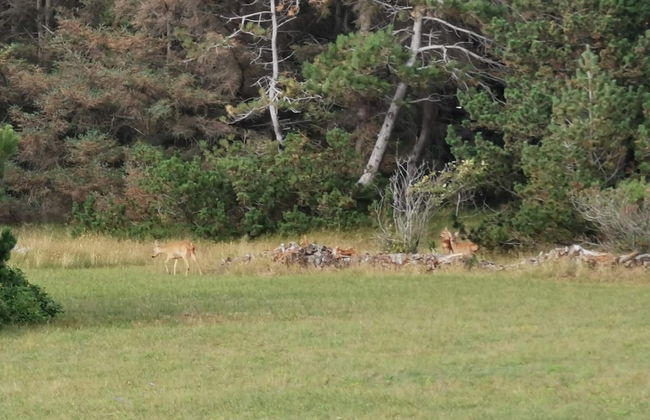 6 Person Holiday Home in Store Fuglede-by Traum - Foto 7