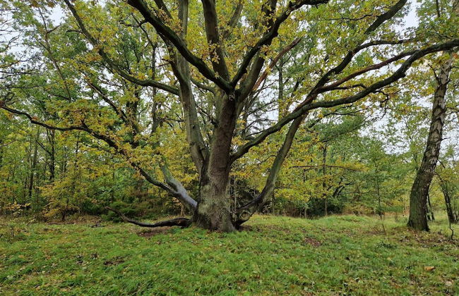 6 Person Holiday Home in Store Fuglede-by Traum - Foto 8