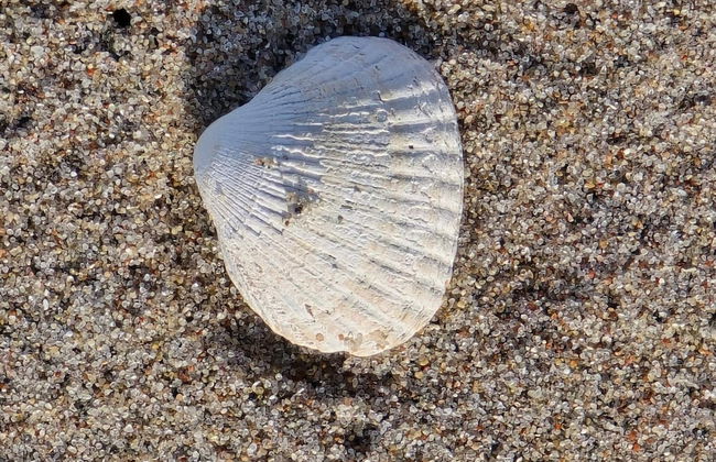 6 Person Holiday Home in Store Fuglede-by Traum - Foto 4