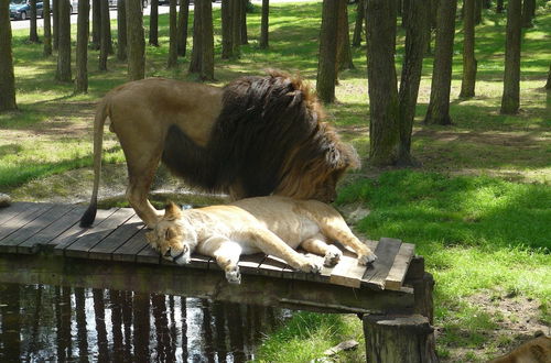 Photo 15 - Holiday Home in the Luneburg Heath