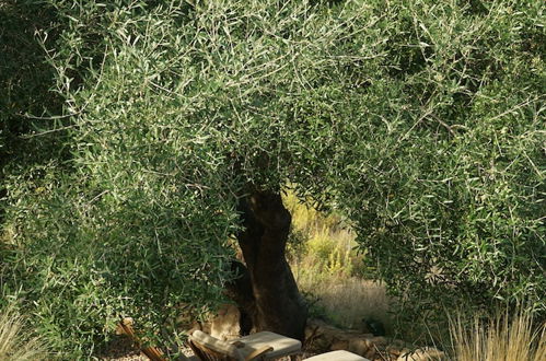 Photo 19 - Albero Capovolto Country & Sea