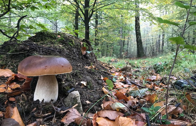 Lodge in Oignies Forest With Eco Design - Foto 36