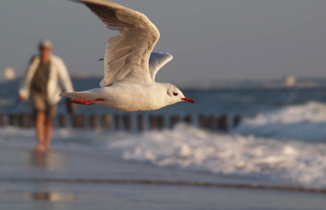 Luxury Apartment With Sauna the Foot of the Dunes - Foto 78