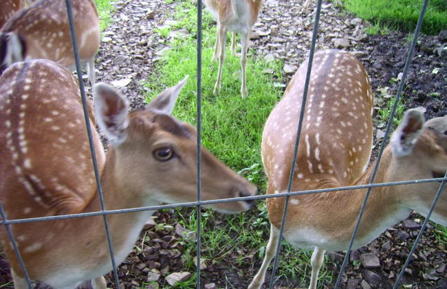 Holiday Home in Saxony With Private Terrace - Foto 10